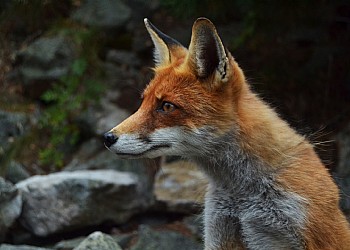 wildlife watching