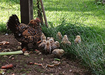 Privati a Moena - Giardino - ID foto 799